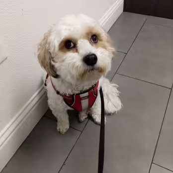 A white dog
