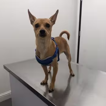 A small brown puppy 