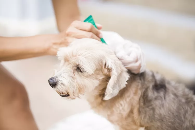 Newsletter May-2025 veterinary newsletters